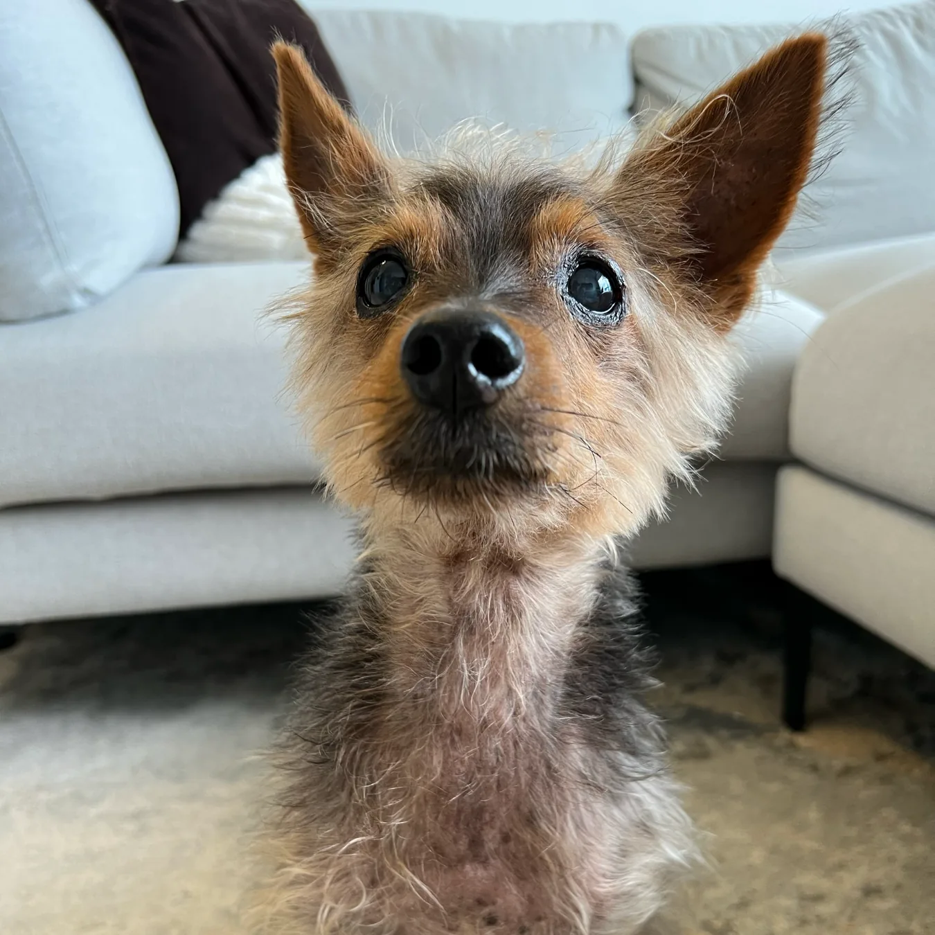 Bear before BOM BOM, a senior yorkie with thin, patchy fur