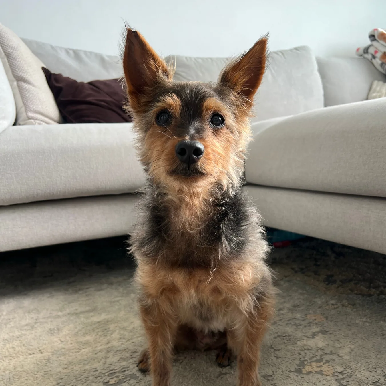 Bear after BOM BOM, with thick, healthy fur grown back at 13 years old