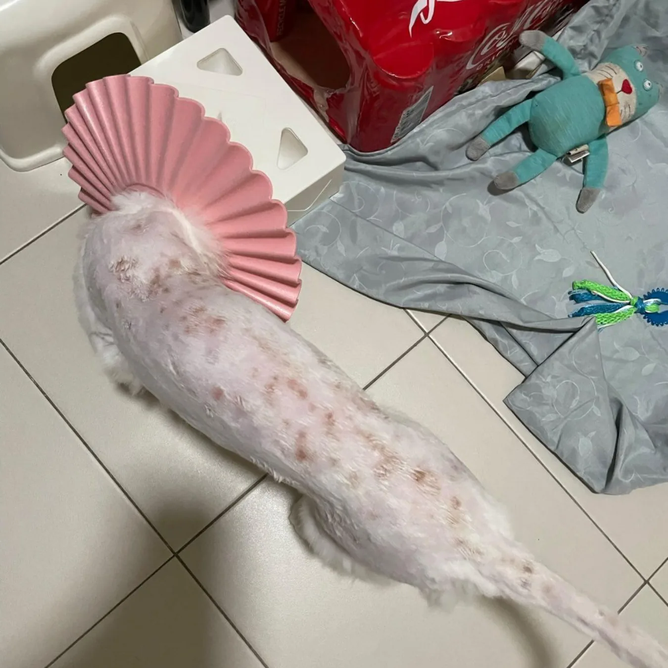 Doffy before BOM BOM, with ear inflammation and a skin infection