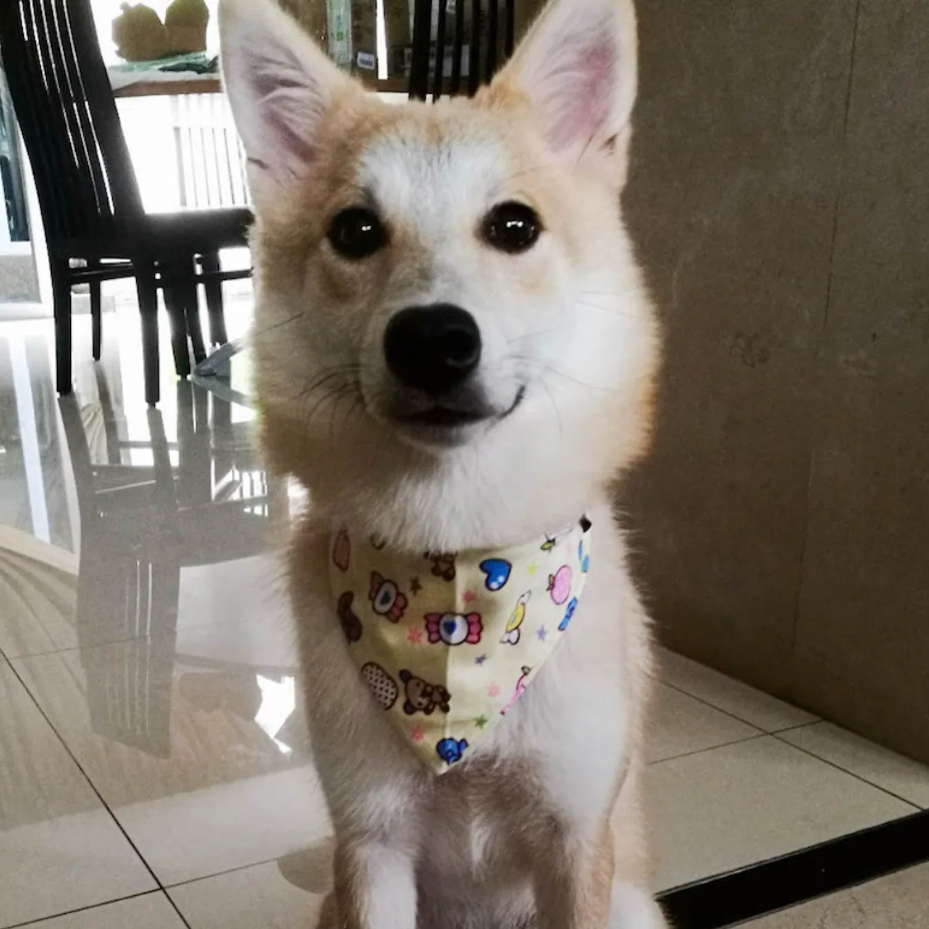 Kiki before BOM BOM, underweight with hip dysplasia at five months old