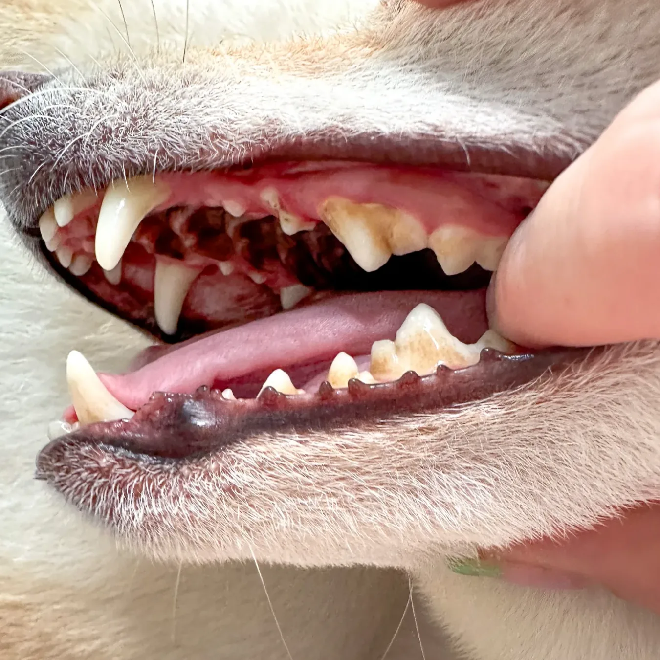 Miya's teeth before BOM BOM, with heavy plaque and tartar buildup