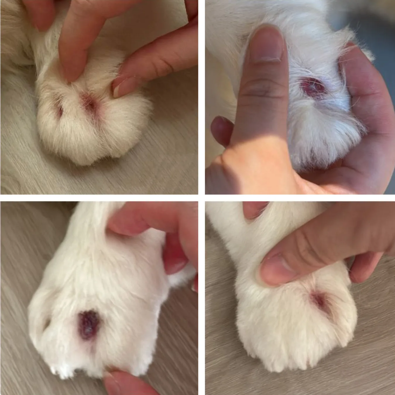 Teddy's paw before BOM BOM, during an interdigital cyst flare-up
