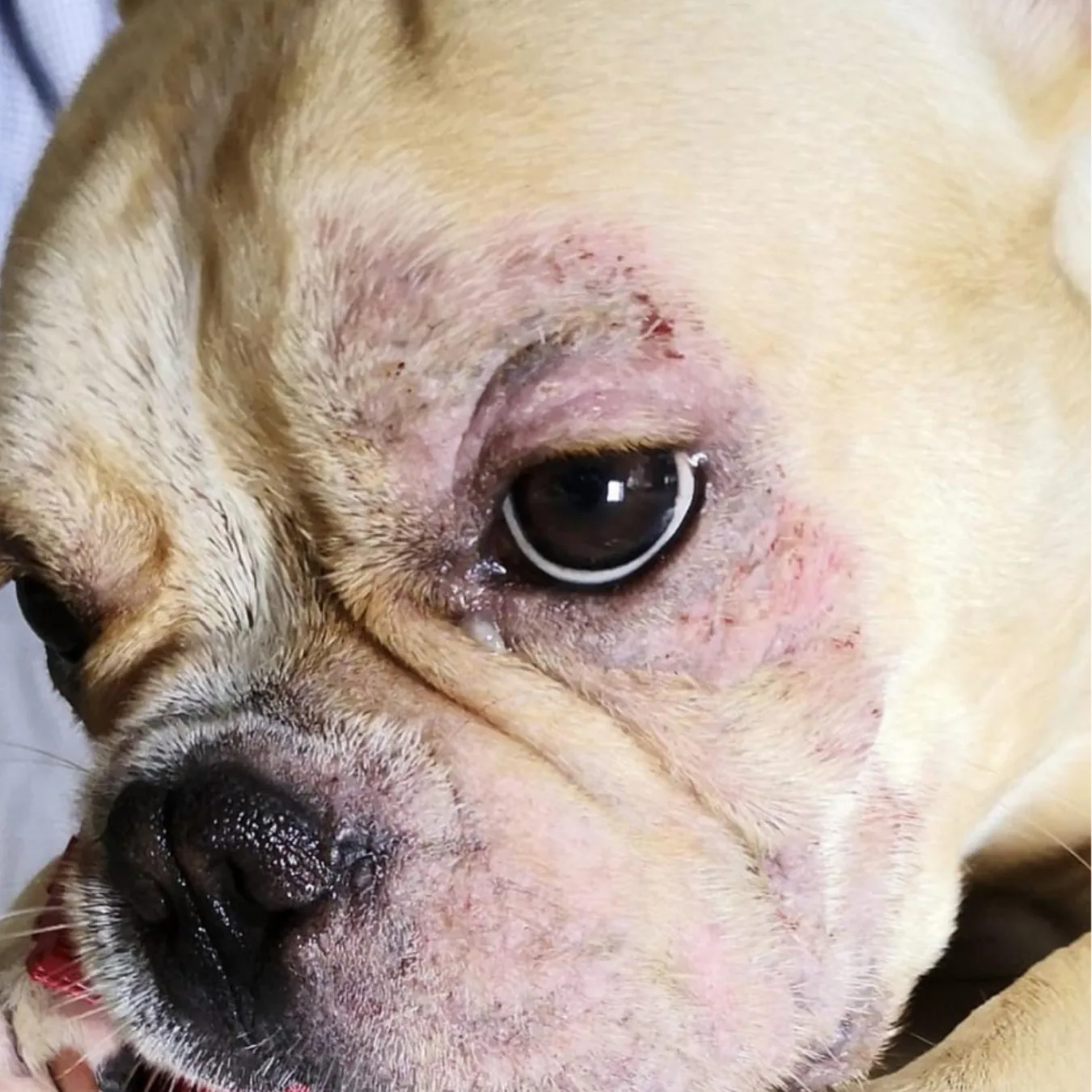 Hugo before BOM BOM, with sparse fur, weepy eyes and persistent yeast