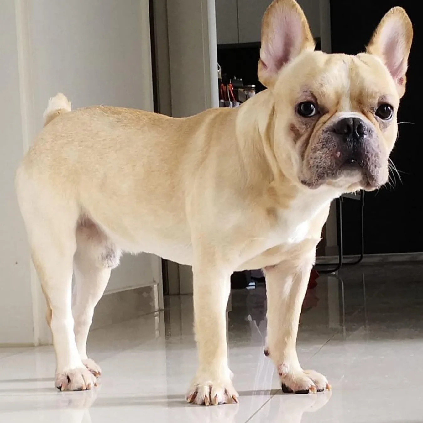 Hugo after BOM BOM, 2kg heavier with fuller fur and clear eyes