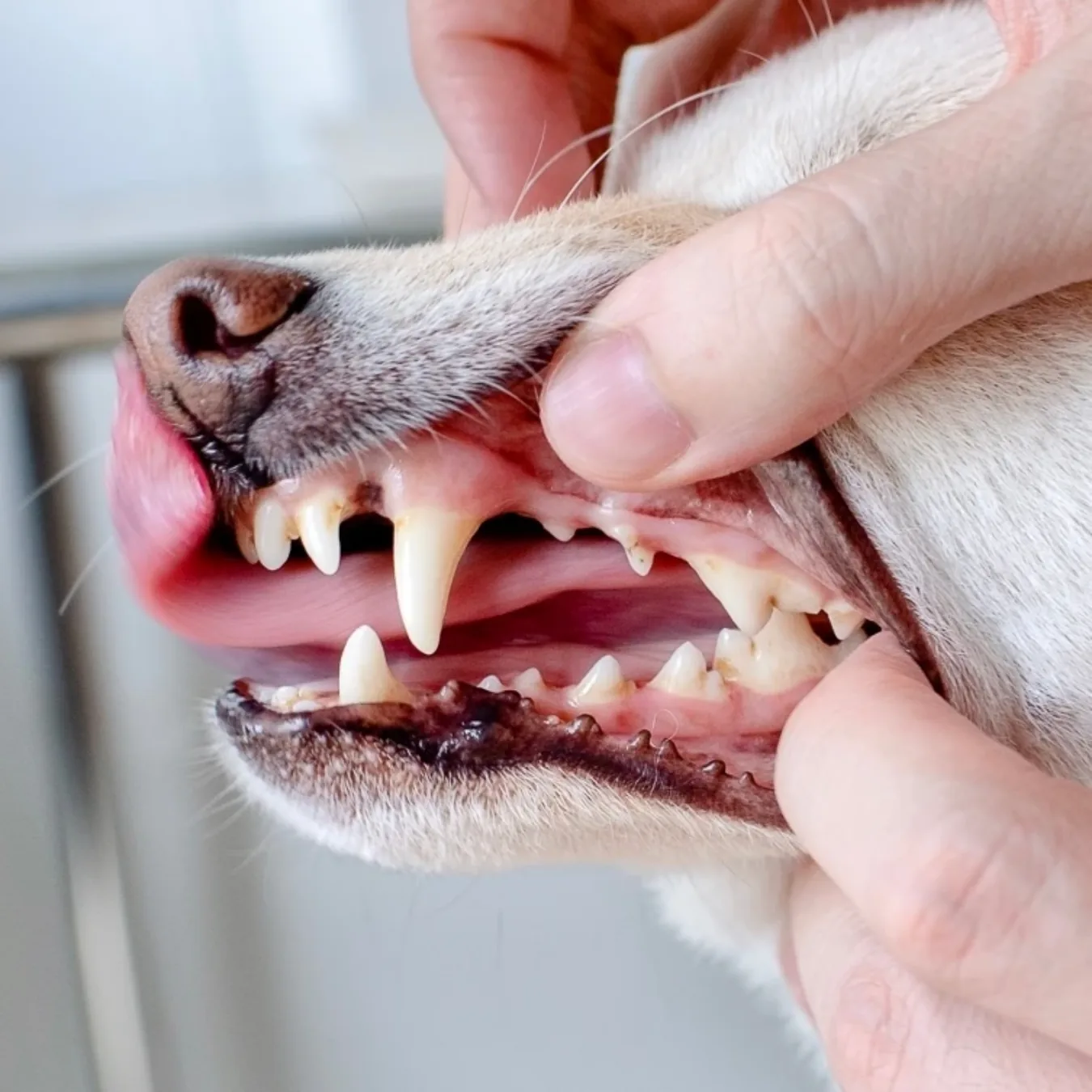 Miya's teeth after four BOM BOM raw chews, visibly cleaner and whiter
