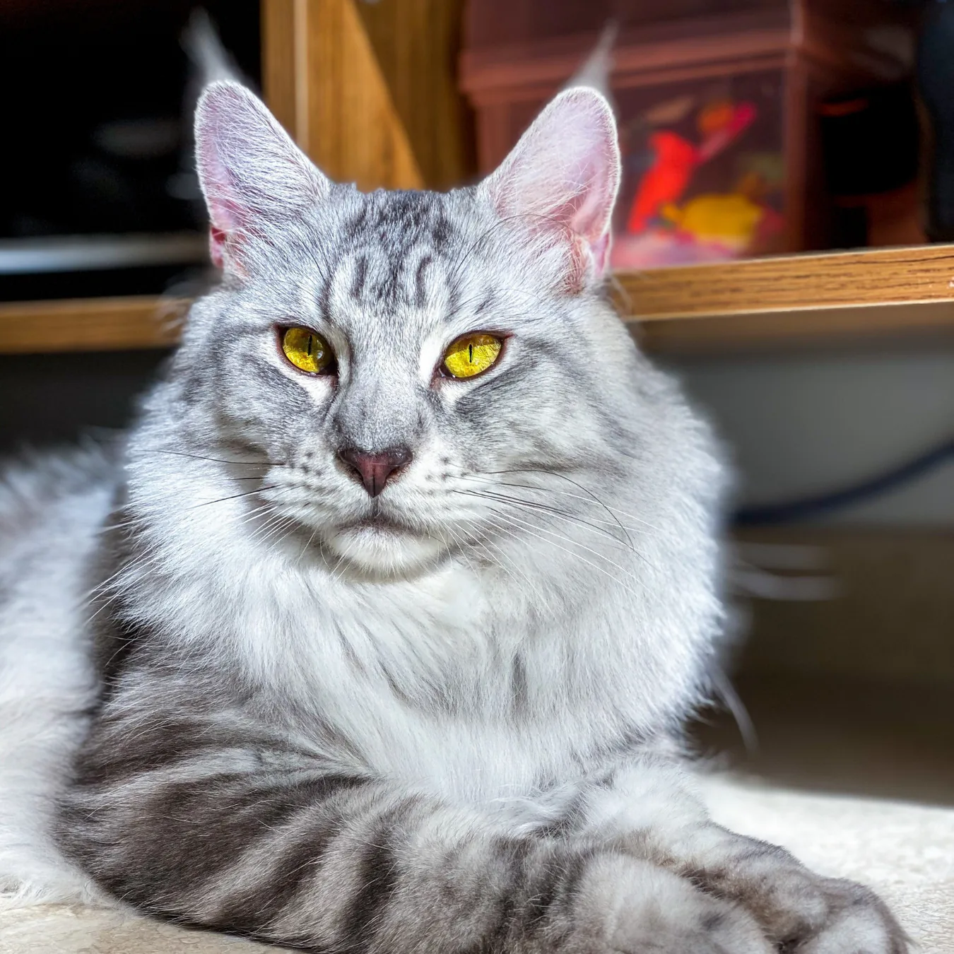 Freddie after BOM BOM, with a thick shiny coat and a healthy weight