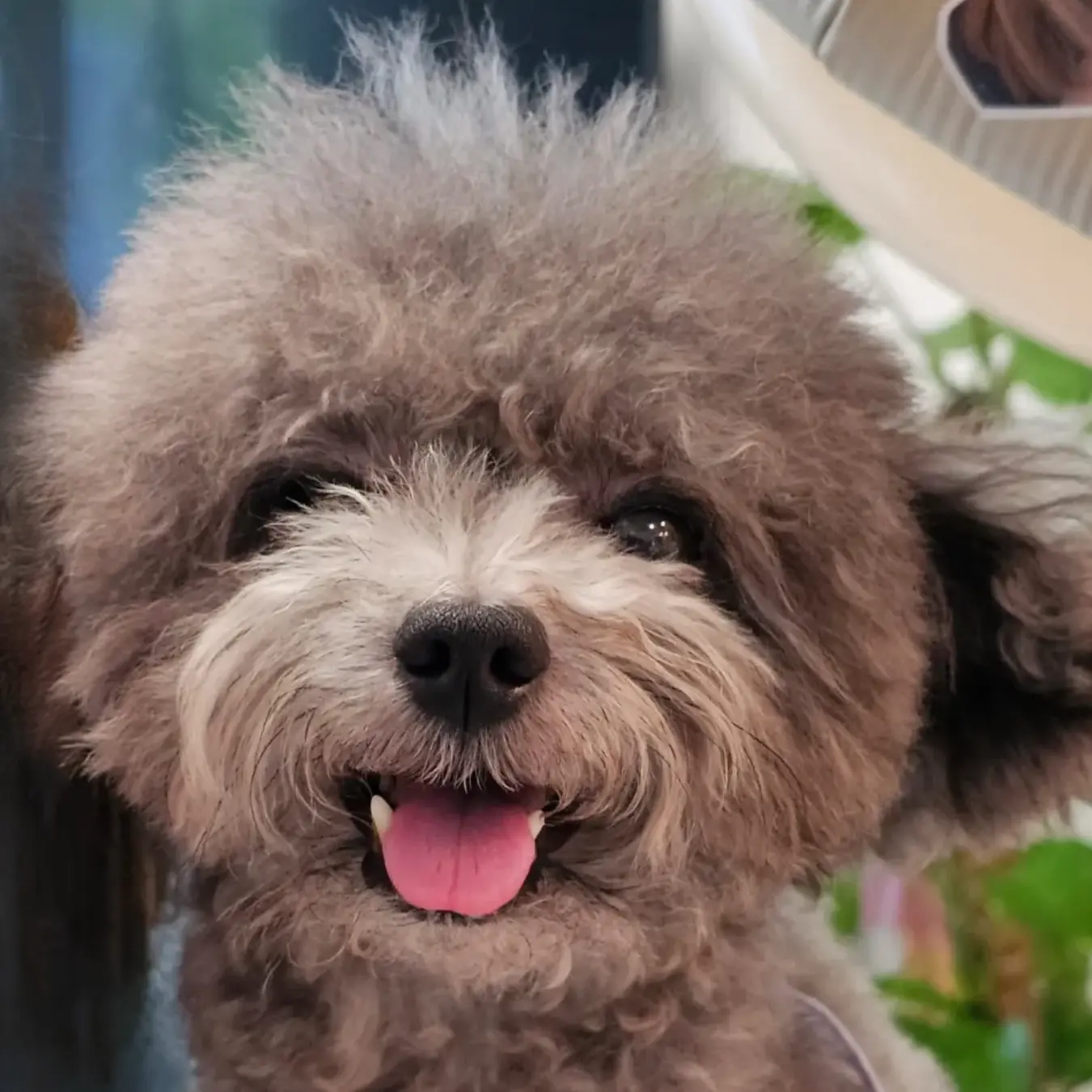 Miki after BOM BOM, back to a healthy weight with grey fur growing back