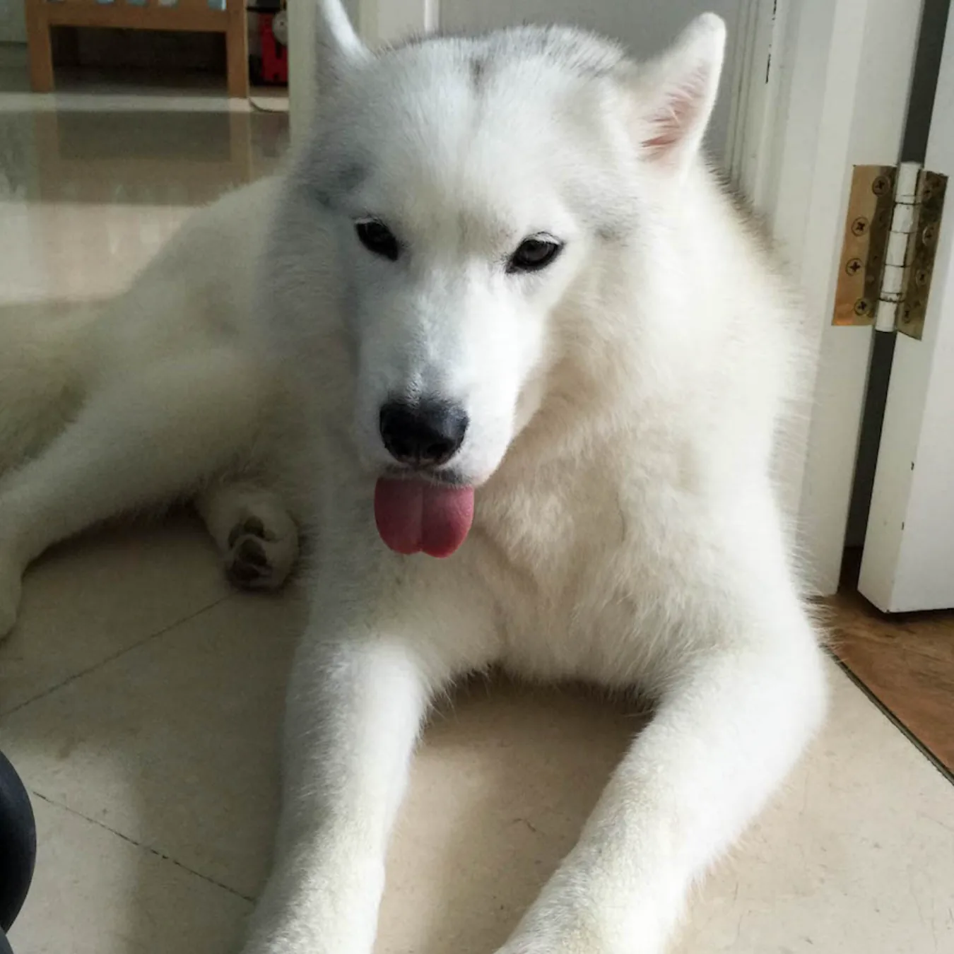 Flash before BOM BOM, with eye gunk and a dull, heavily shedding coat