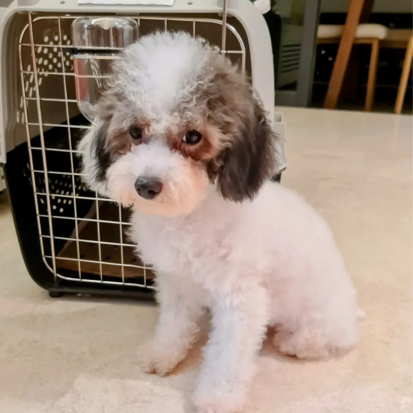 Hopey before BOM BOM, with tear stains, allergies and poor gut health