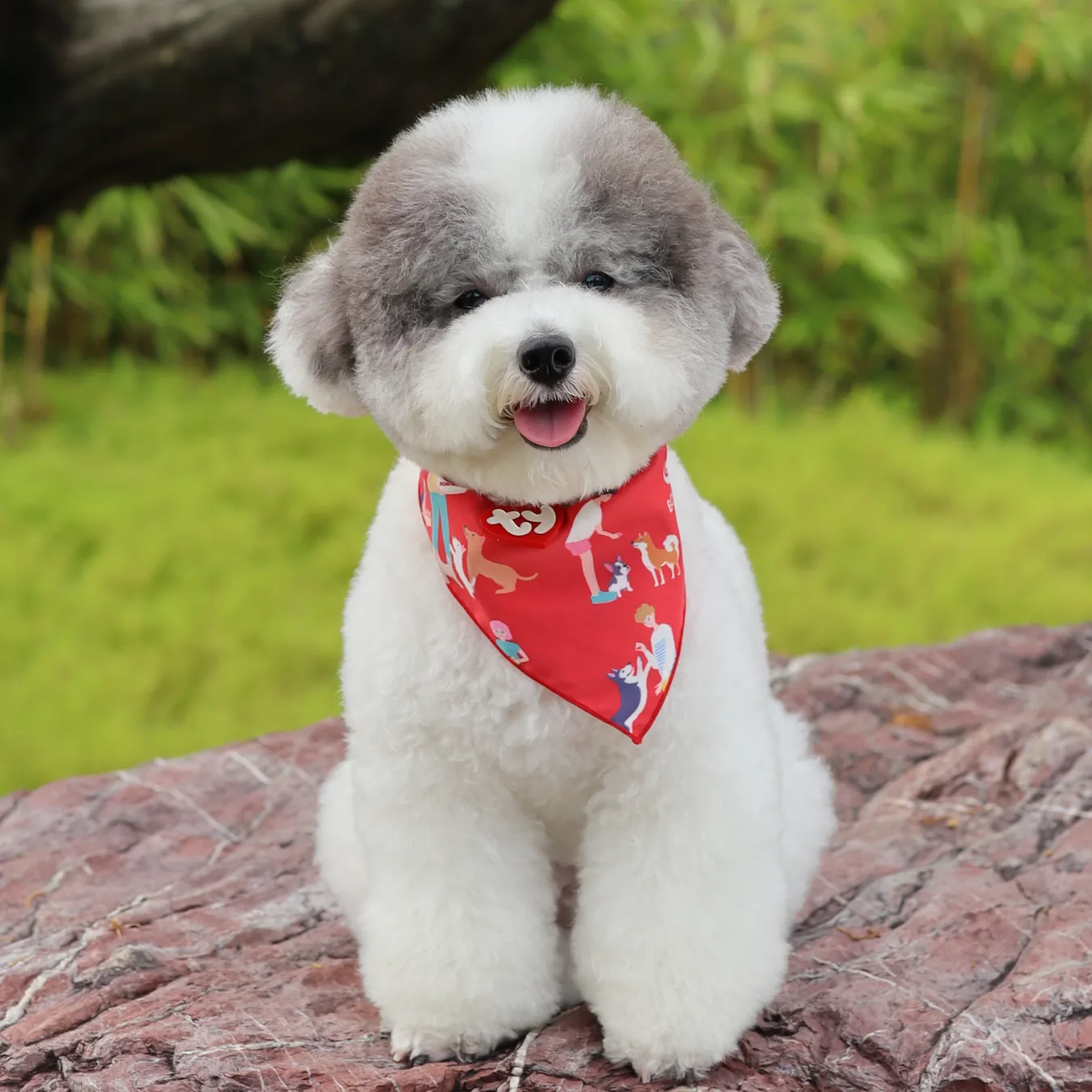 Hopey after BOM BOM, with clear eyes and no tear stains