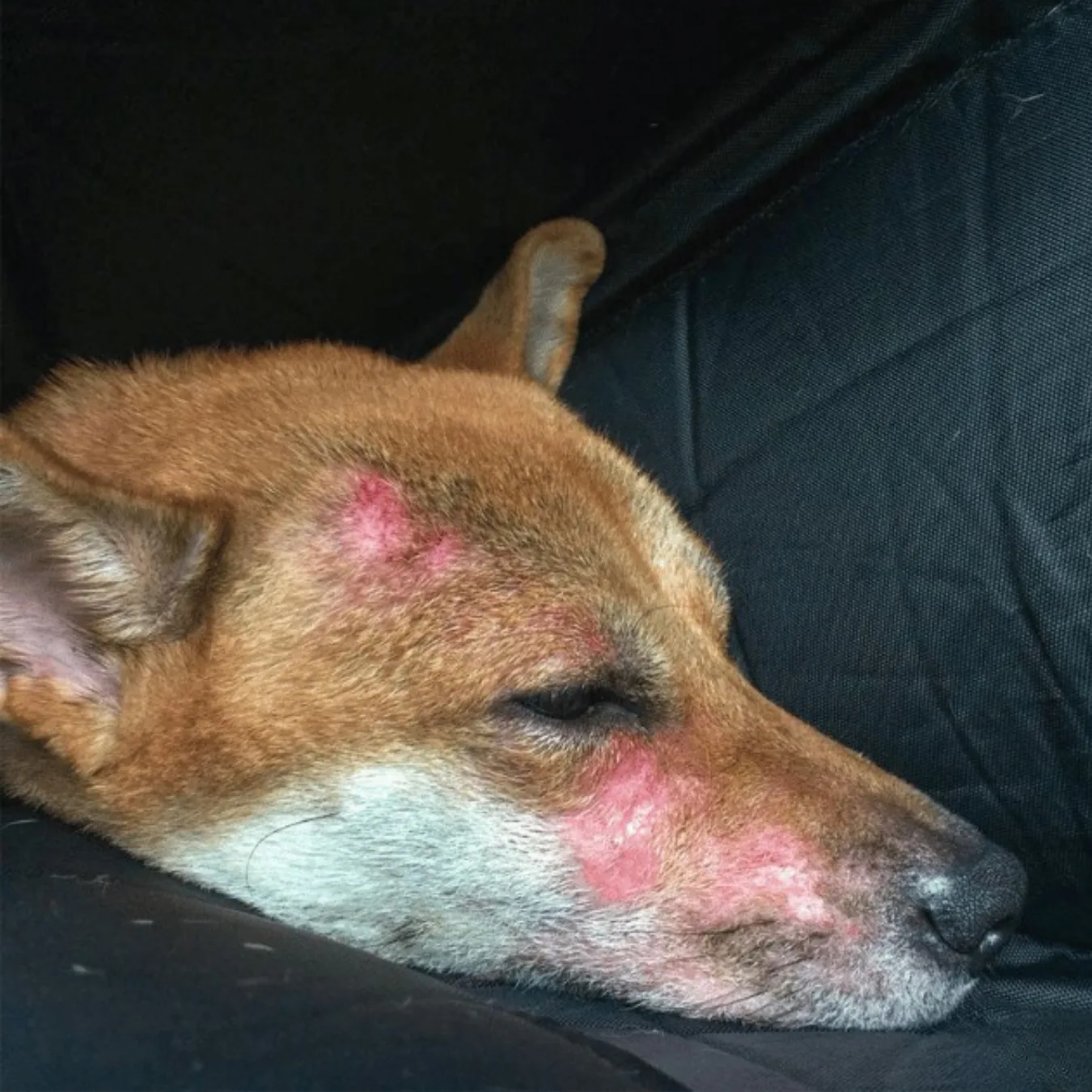 Oska before BOM BOM, scratching with irritated skin and weepy eyes