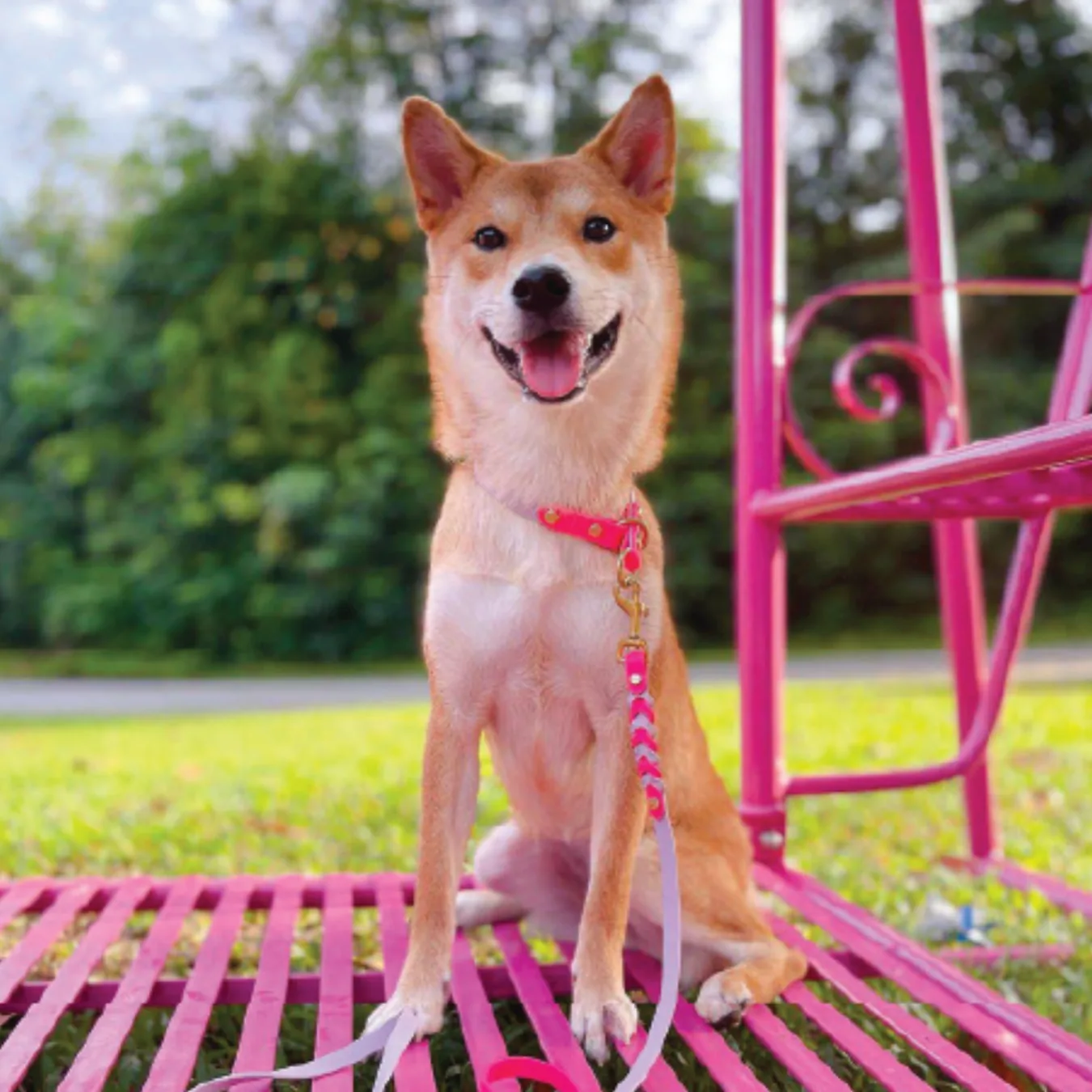 Keiko before BOM BOM, underweight at under 10kg after pancreatitis