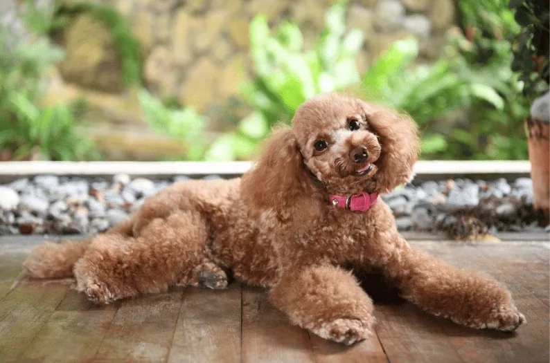 Ginger after BOM BOM, with a shiny coat and no tear stains