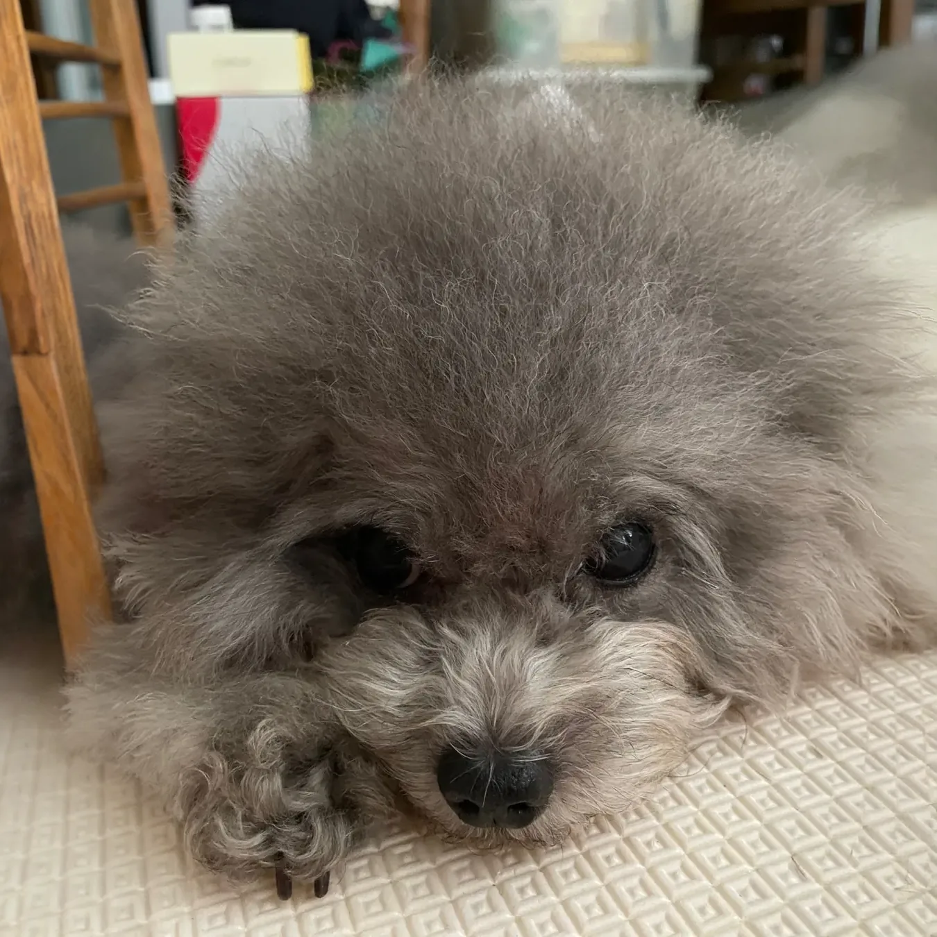 Miki before BOM BOM, underweight with fur shaved after a hospital stay for pancreatitis