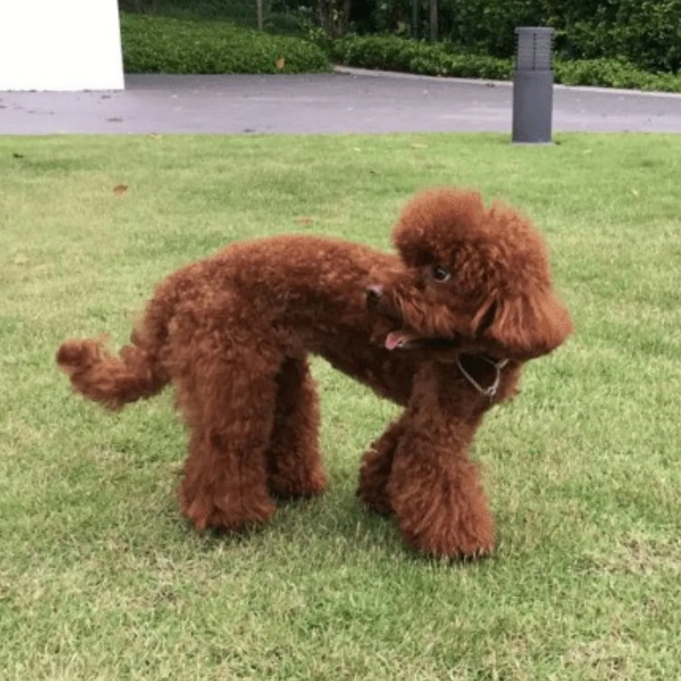 Ginger before BOM BOM, underweight with dull fur and tear stains