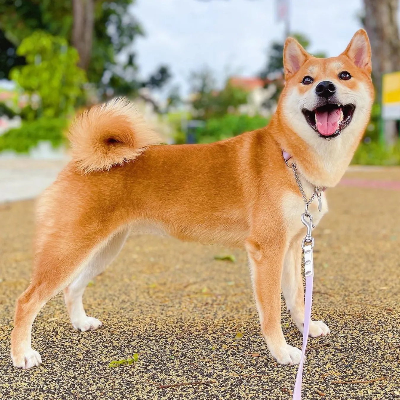 Keiko after BOM BOM, back to a healthy weight with a thick red coat