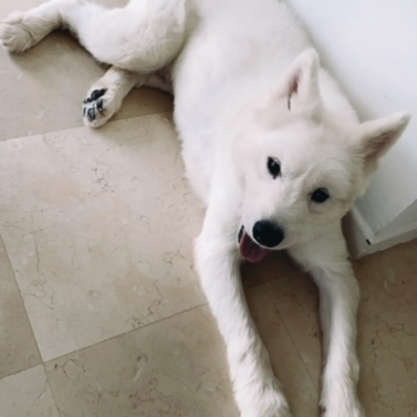 Koji before BOM BOM, an ex-breeding dog with almost no fur