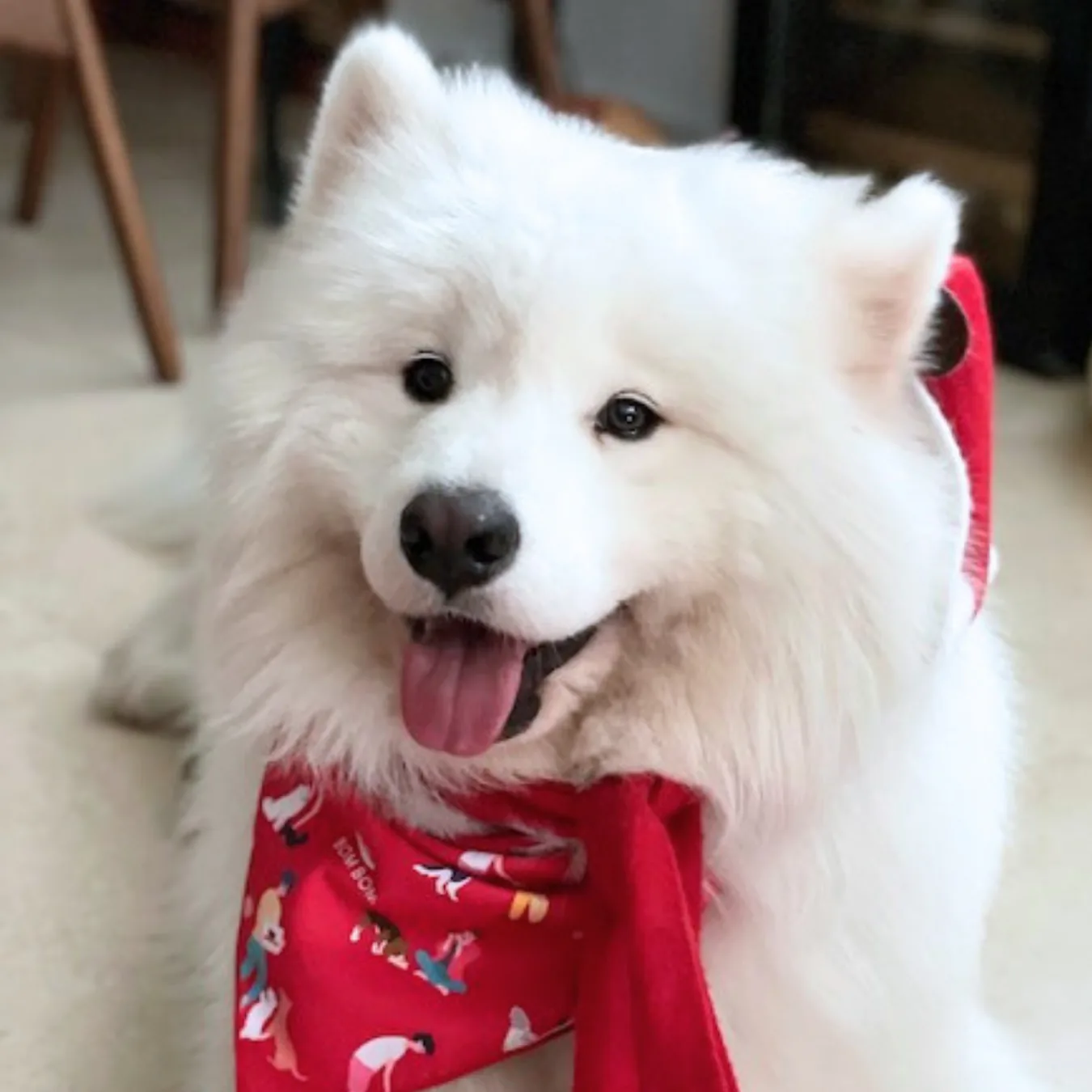 Koji after BOM BOM, a full-coated samoyed with stronger hind legs