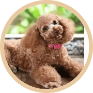 Ginger, a former fussy eater now eating consistently on BOM BOM raw meals