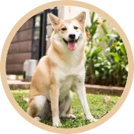 Kiki the dog, running and jumping again after her hip dysplasia improved on BOM BOM