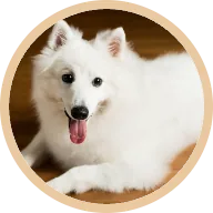 Whisky the dog, thriving on customised BOM BOM raw meals