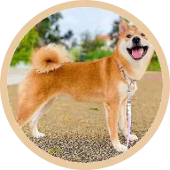 Keiko with a thick, red, shiny coat on BOM BOM customised raw meals