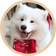 Koji the samoyed with a full, dense coat after years on BOM BOM
