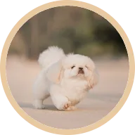 Teddy, whose paw flare-ups improved after four months on BOM BOM