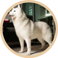 Flash, a senior dog with a shiny, low-shedding coat on BOM BOM fresh meals