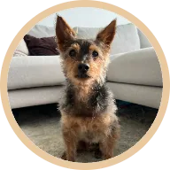Bear the yorkshire terrier at 13, mistaken for a puppy after BOM BOM