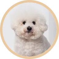 Bailey, with clear eyes after switching to BOM BOM fresh customised meals