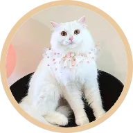 Doffy the cat, with thick smooth fur after her skin infection cleared on BOM BOM