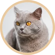 Natsu the cat, back to 5.5kg after FIP treatment and a BOM BOM raw diet
