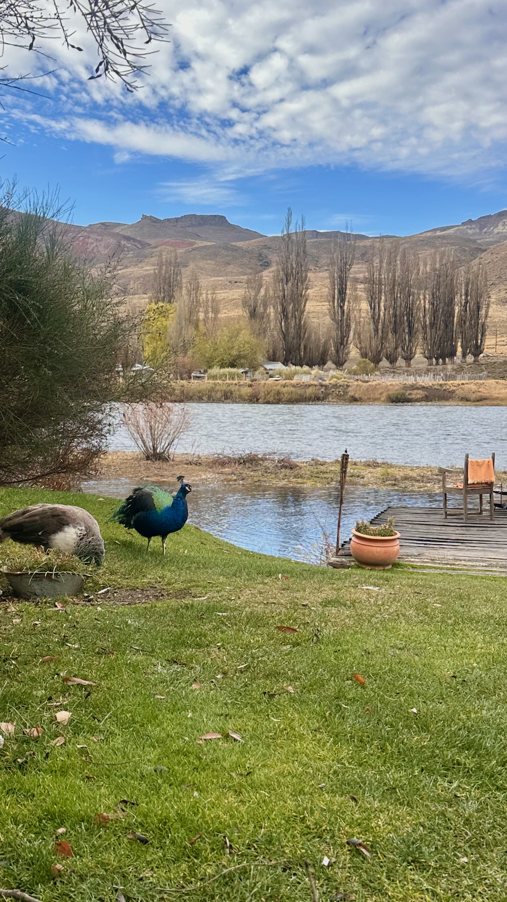 Pavos reales junto al Río Limay