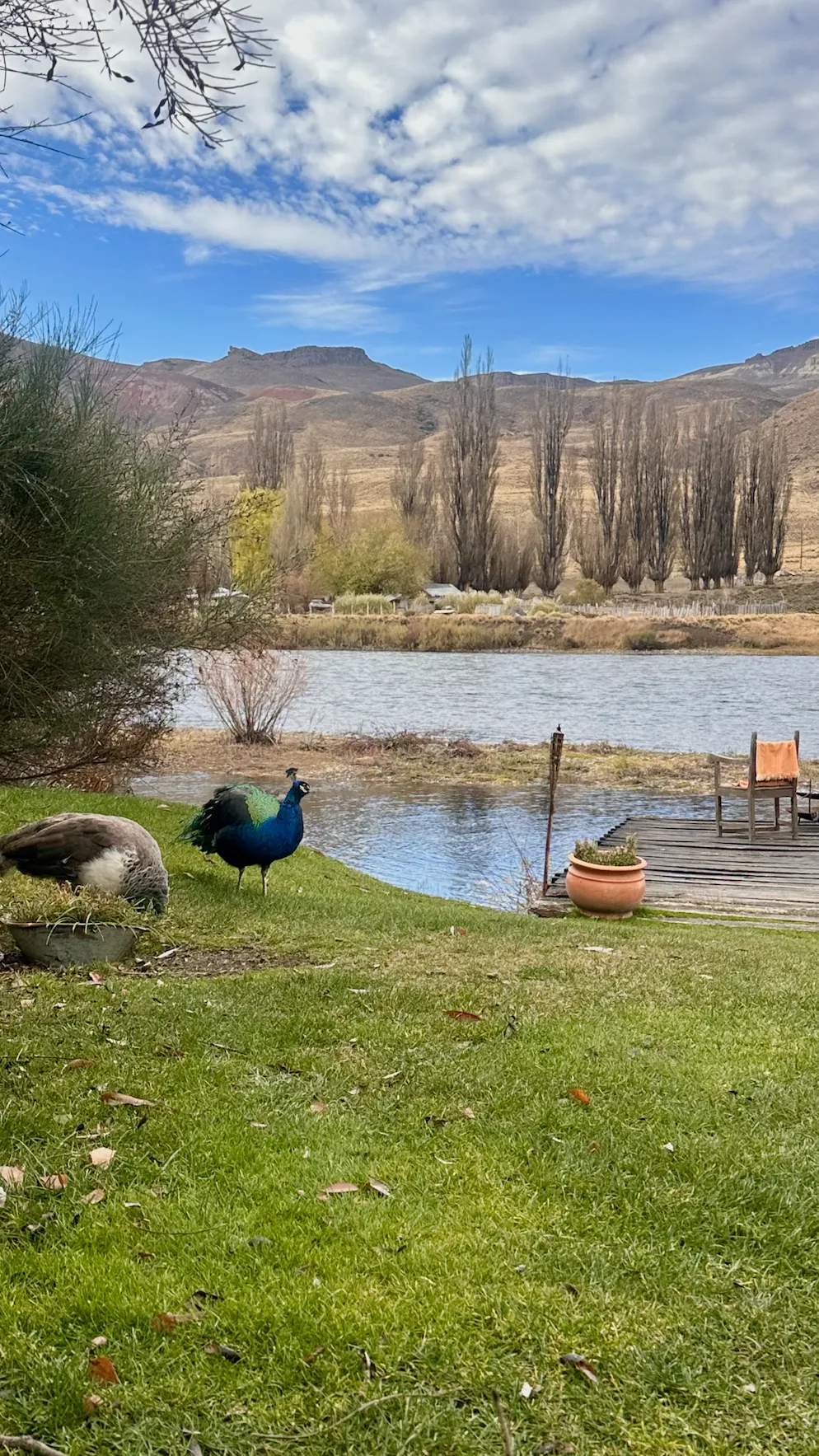 Peacocks by the Limay River