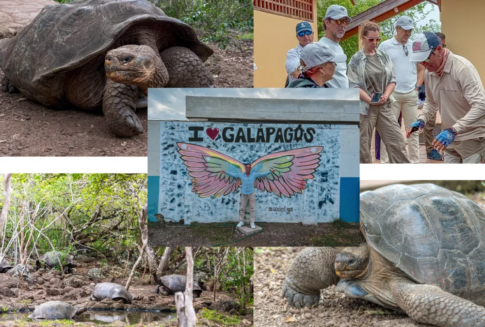 Tortoise reserve
