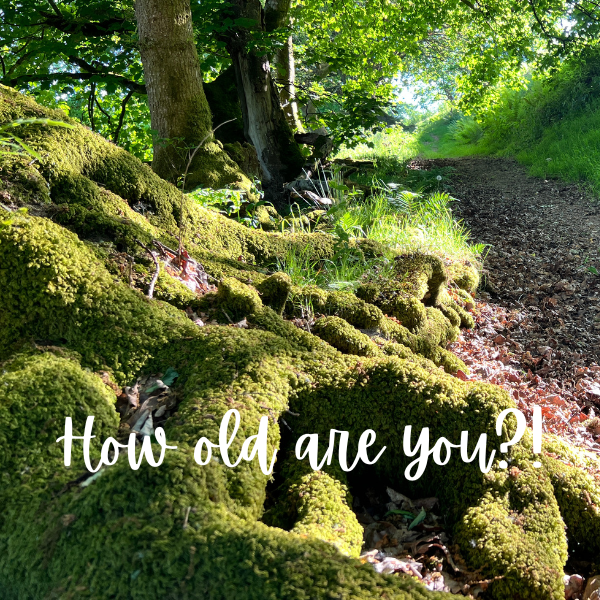 Moss on Oak roots with How Old Are You? message