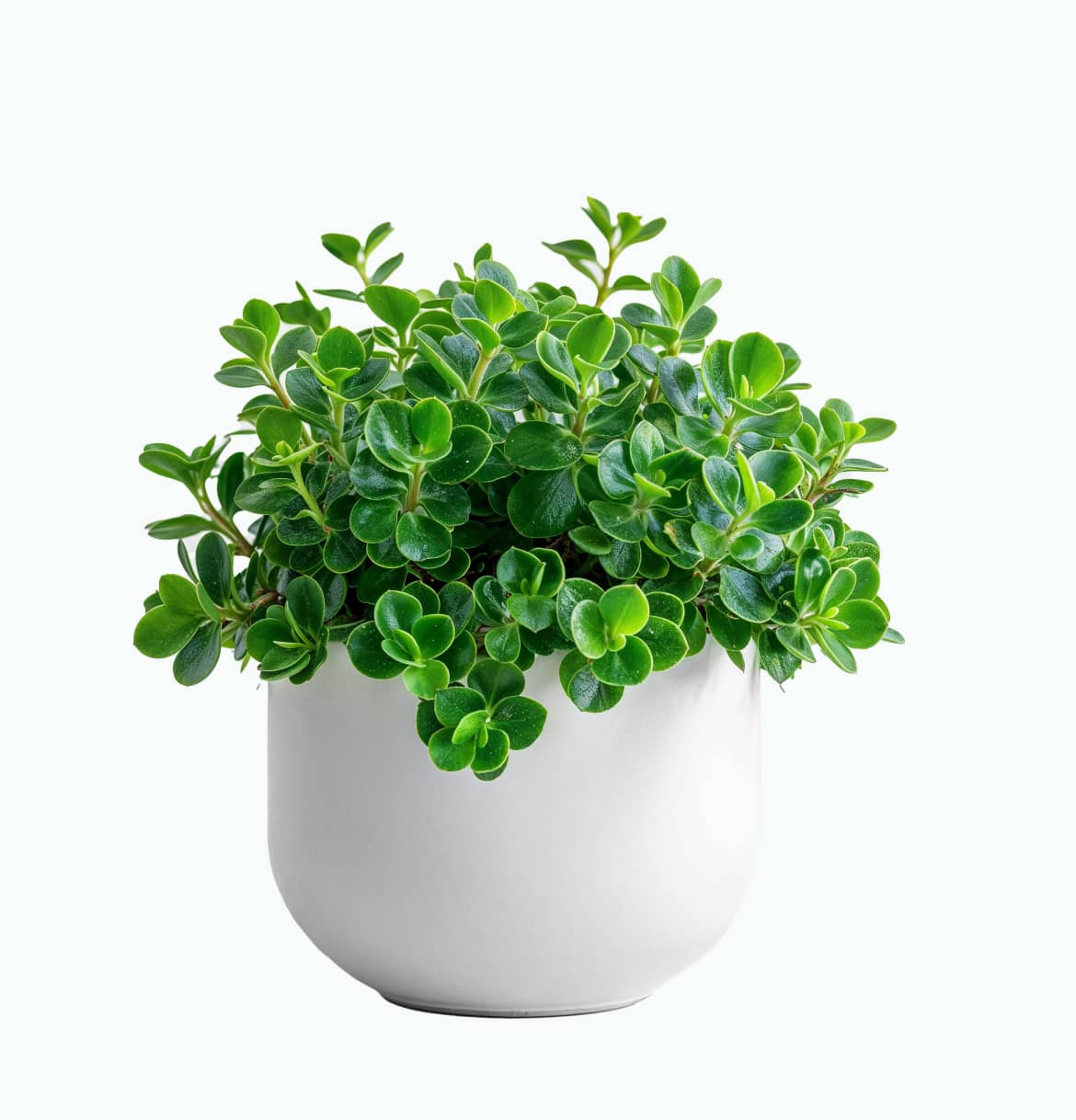 Portulacaria Plant