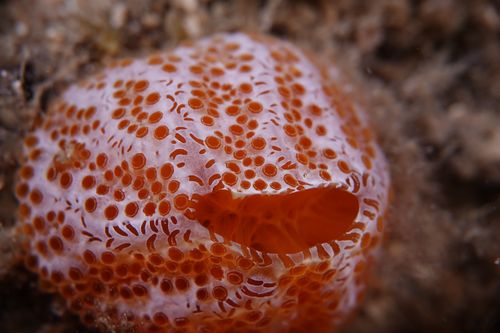 Reef restoration with the Dalmatian Islands Environment Foundation