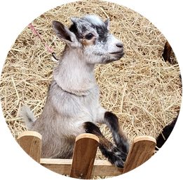 attraction-farm-animals
