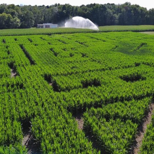aerial-corn-maze-red-barn-farm-hammonton-nj