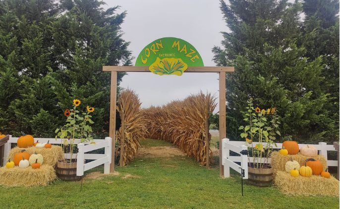 daytime-corn-maze-entrance-red-barn-farm-hammonton-nj