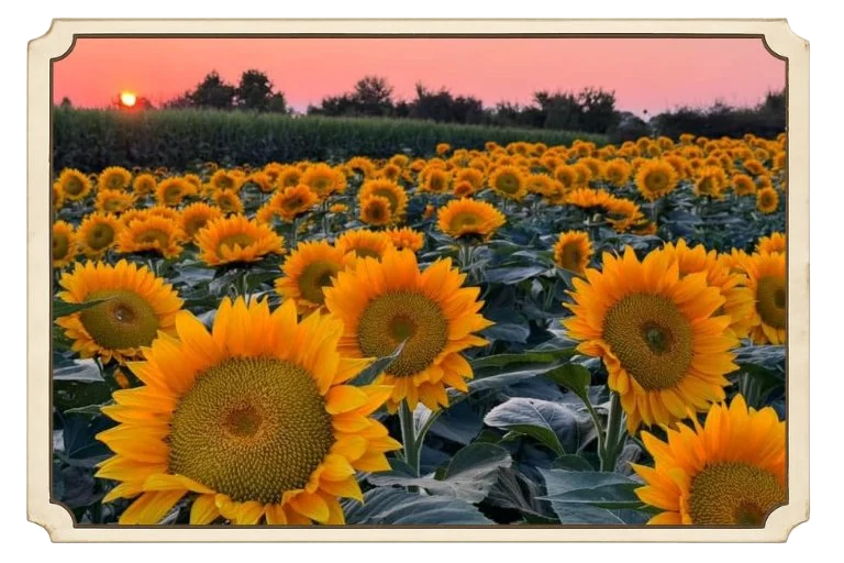 sunflower-fall-fest-framed-photo