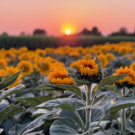 sunflower-field-sunset-red-barn-farm-hammonton-nj