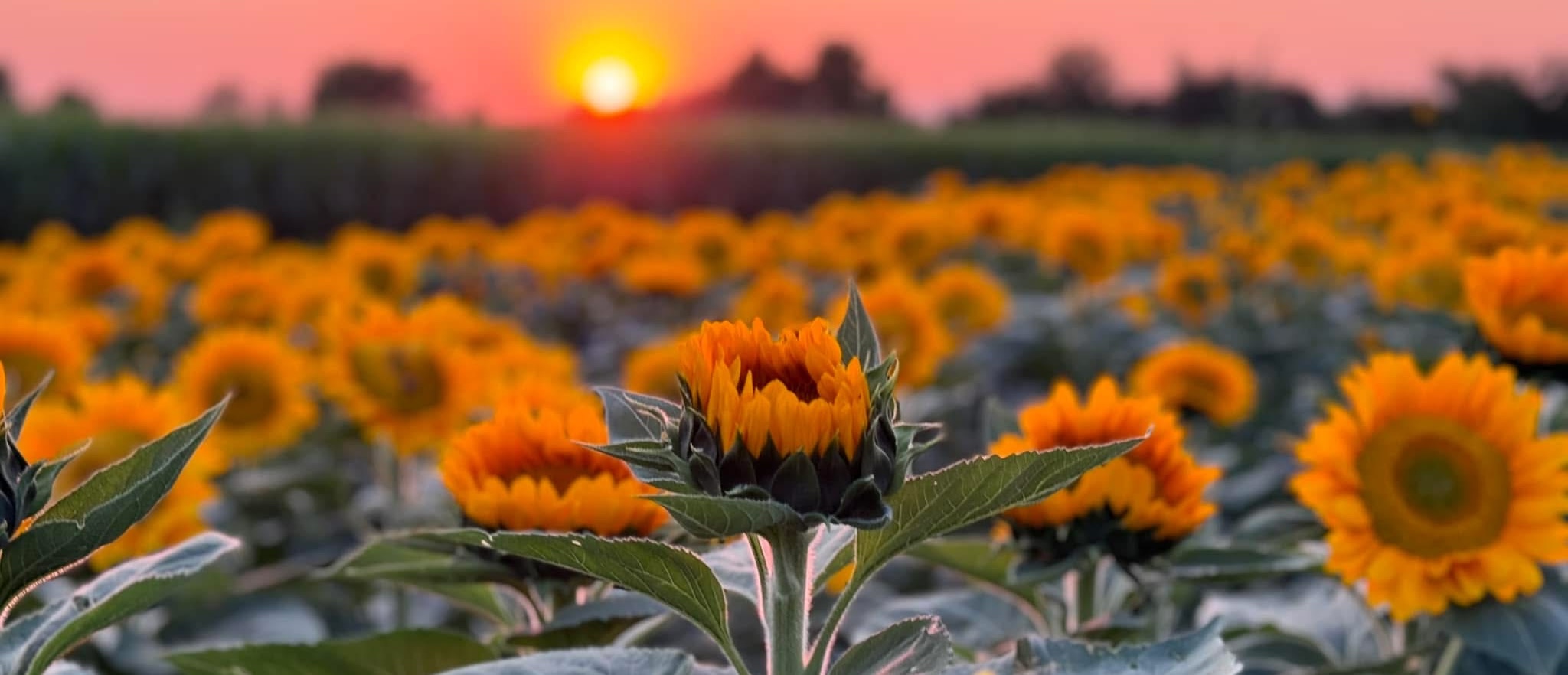 sunflower-fall-fest-hero-banner