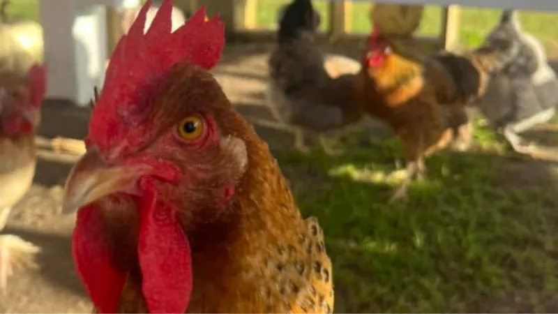 farm-animals-free-range-chickens-red-barn-farm-hammonton-nj