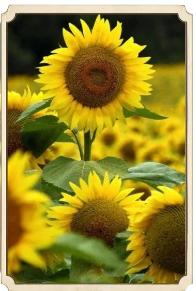 sunflower-field-red-barn-farm-hammonton-nj
