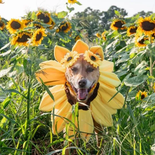 red-barn-farm-dog-sunflower-field-photo