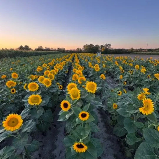 red-barn-farm-sunflower-field-hammonton-nj