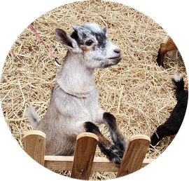 Farm Animal Experience